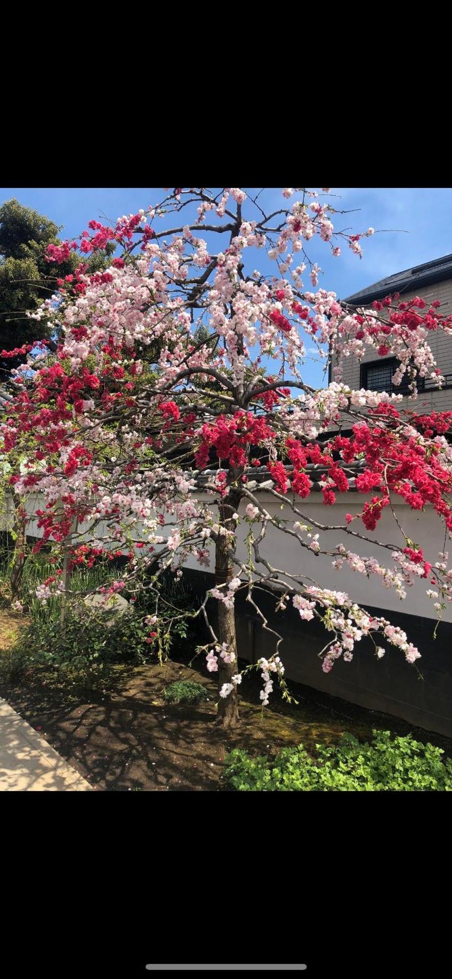 新宿庭院の屋-Shinjuku Garden Home -28 Square Meters King Size Bed Garden Room Prefektura Tokio Exteriér fotografie