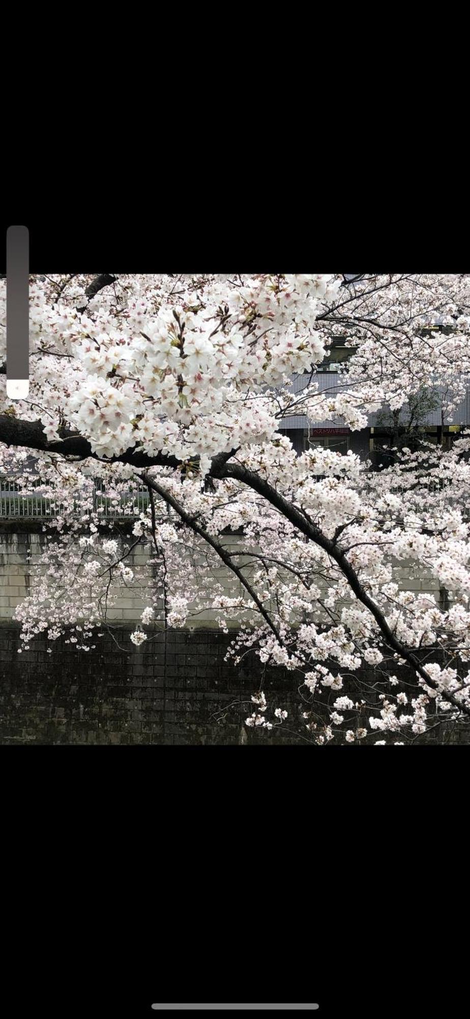 新宿庭院の屋-Shinjuku Garden Home -28 Square Meters King Size Bed Garden Room Prefektura Tokio Exteriér fotografie